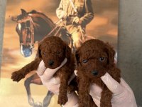 Korea poodle bebeklerimiz