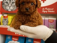 Kore poodle yavrularımız