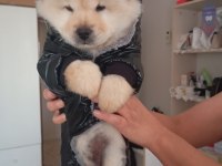 Chow chow köpeği