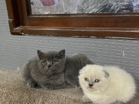 BAYRAM ŞEKERLERİ KEDİLER