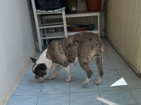 Balıkesir Merkez French Terrier Dişi