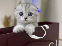 Uygun puanlı pamuk şeker scottish fold