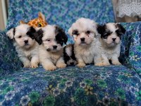 0 boy morkie yavrularım