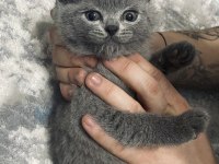 55 günlük erkek yavru british shorthair