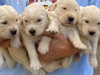 Orijinal baby face golden retriever yavrularımız