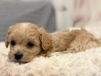 Maltipoo Sevimli Köpekler
