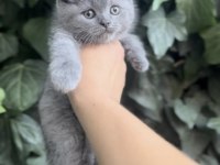 Safkan Ayı Surat British Shorthair Bebekler