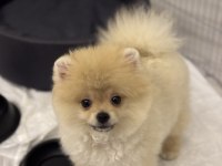 2.5 AYLIK DİŞİ AŞILARI TAM POMERANİAN BOO