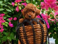 Garantili Ev Üretimi Tertemiz Toy Poodle