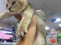 yavru kedi