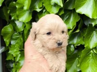 MALTİPOO CİNSİ YAVRULAR
