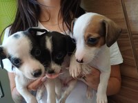 Jack russell yavru
