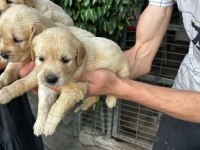 GOLDEN RETRİEVER YAVRULARI ÜCRETSİZ DEĞİLDİR