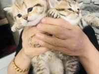 British shorthair yavrular
