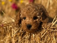 Toy Poodle Bebekler - Sun Kennels Üretim Çiftliği'nden