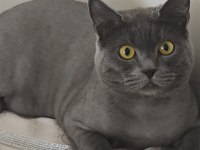 Kedi Cinsiyet British
