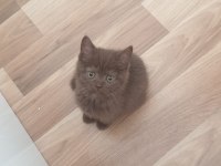 Nadir kahverengi British ve British Blue Point Yavrular