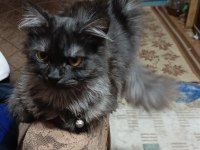 British longhair kedim