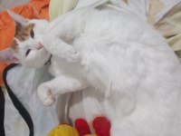 1 yaşında Dişi Beyaz Tekir Kedicik