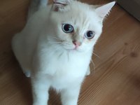 Safkan British Shorthair
