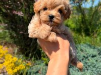 Kore maltipoo yavrular