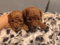 Toy poodle bebişler