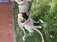 Yaşında pug mops
