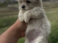Maltipoo bebekler