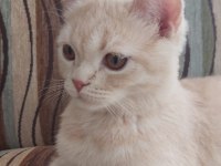 Scottish Straight uysal kedi