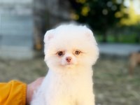 MİCRO TEACUP KUSURSUZ KARBEYAZ POMERANİAN BOO