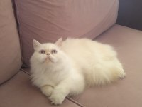Yakışıklı İran Kedisi Oğlum