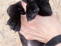 French bulldog kara kuzularım yeni yuvalarına uçmaya hazır