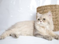 British Longhair AY25 Dişi