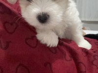 70 günlük yavru maltese terrier erkek