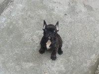 Siyah sevimli french bulldog bebekler