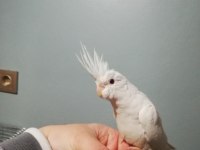 Erkek Albino Sultan Papağanı Yavru