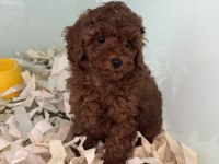 Çok özel çikolata toy poodle yavrularımız