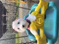 4 aylık maltese terrier