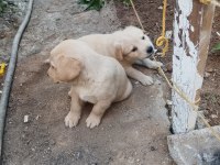 Yazın vazgeçilmez golden retriever meyveleri