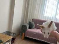 Lop teddy tavşan