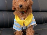 4 AYLIK TOY POODLE