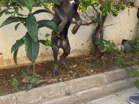 CANE CORSO 7.5 AYLIK ERKEK AŞILARI KARNESİ VE CHİPLİ