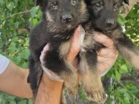 Irk ve sağlık garantili alman çoban köpeği yavrular
