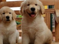 Golden Retriever Yavrular İstenirse Kapınıza Teslim