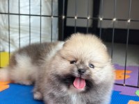 Rezerveye açık erkek pomeranian kardeşler