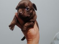 Şivava köpeklerimiz yeni yuvalarını arıyorlar