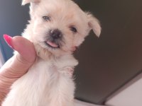 Antalyadan 0 Numara Safkan Maltese Terrier Yavruları