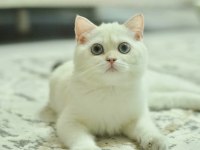 Scrli anne babadan sizi yalnız bırakmayacak arkadaş kedimiz