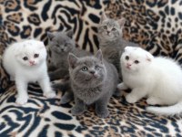 13/05 Doğumlu Top Kafa Scottish Fold Bebişler
