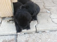 yavru köpeğimiz